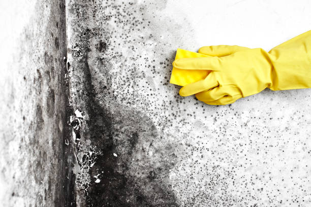 Crawl Space Mold Removal in Lakemore, OH