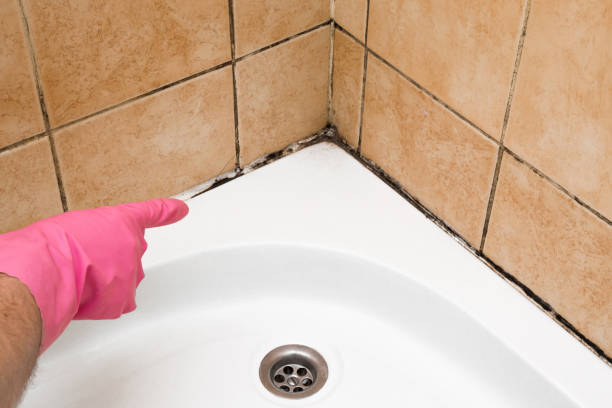 Best Attic Mold Removal  in Lakemore, OH