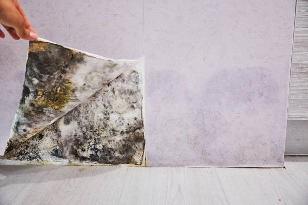Best Mold Removal Company Near Me  in Lakemore, OH